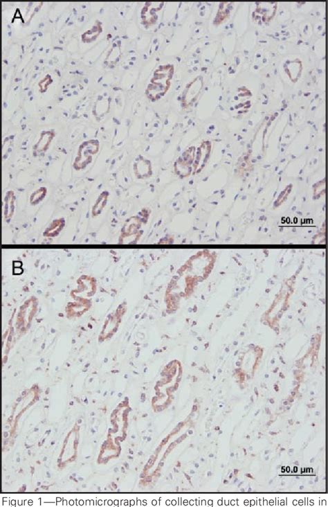 Figure 1 From Expression Of Cyclooxygenase 2 In Canine Uveal