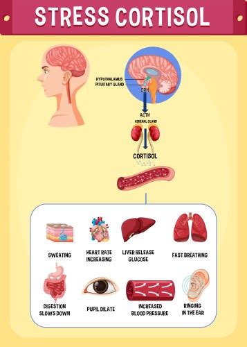 Activation Of The Stress System Royalty Free Vector Image