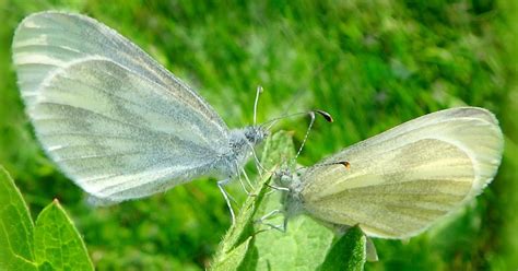 Sommerfuglbloggen Nordic Butterflies Skoghvitvinge