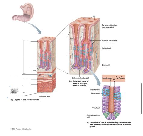 stomach Diagram | Quizlet