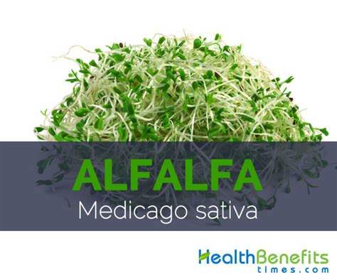 Alfalfa Facts Health Benefits And Nutritional Value