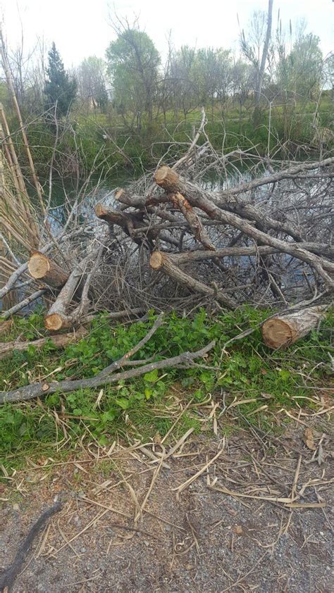 El PP de Borriana demana una explicació sobre la tala d arbres en el