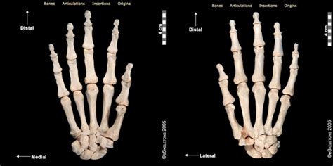 Carpals Metacarpals Phalanges Diagram Quizlet