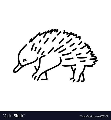 Australian echidna color line Royalty Free Vector Image