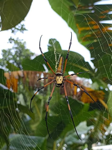 A spider is in a cobweb stock photo. Image of network - 320473522