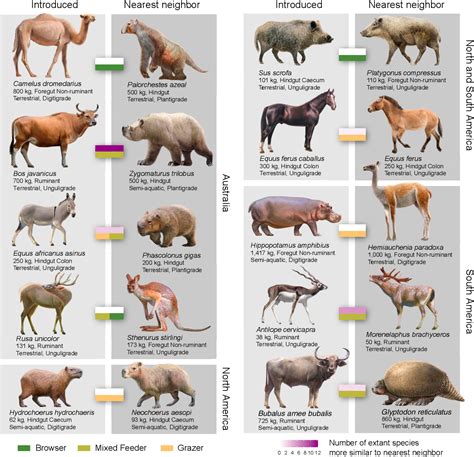 PDF Introduced Herbivores Restore Late Pleistocene Ecological