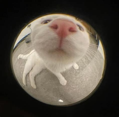 Cat Profile With Fish Eye Lens