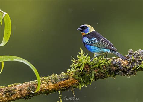 The Golden Hooded Tanager Stilpnia Larvata The Golden Ho Flickr