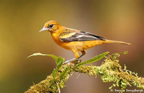 8455 Female Baltimore Oriole Icterus Galbula Laguna Del Lagarto