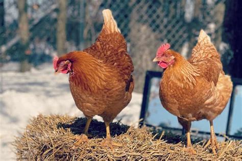 Top 9 Brown Chicken Breeds With Pictures