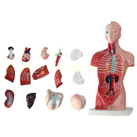 Buy Haokanba Human Body Model 15 Pieces Anatomy Models Bundle Set 4D