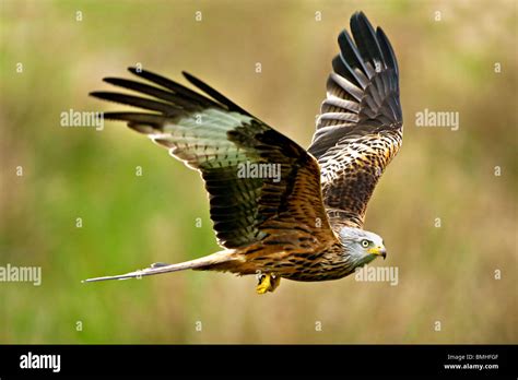 Red Kite Milvus Milvus Wales Uk Stock Photo Alamy