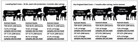 Energy in Beef Cattle Diets | Mississippi State University Extension ...