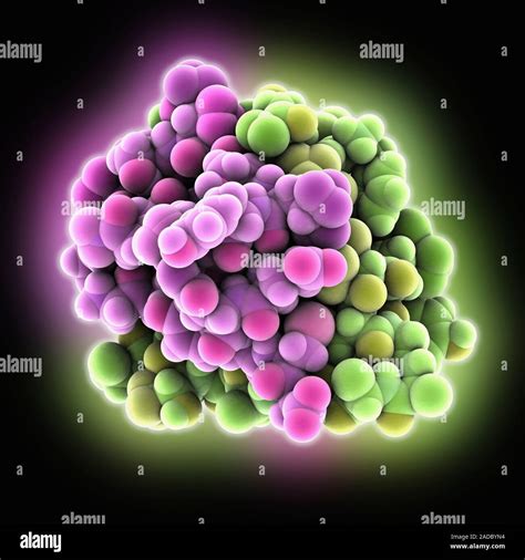 Insulin glargine molecule. Computer model showing the structure of ...