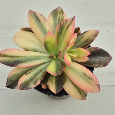 Echeveria Cv Hanaikada Variegated Korean Succulents