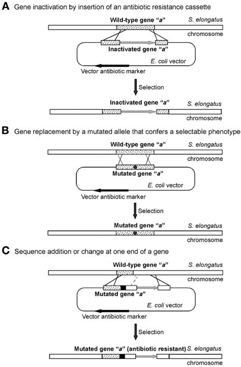 Mutagenesis Of The S Elongatus Chromosome By Homologous Recombination