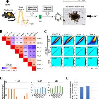 Genome Wide DNA Methylation Analysis Of MEFs IISC BOs And ISC BOs