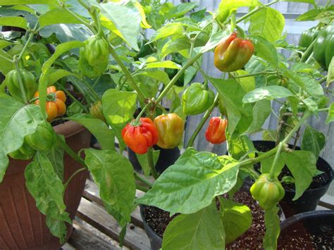 Hot Chilli Collection Varieties Chilli Seeds VIRIDIS HORTUS