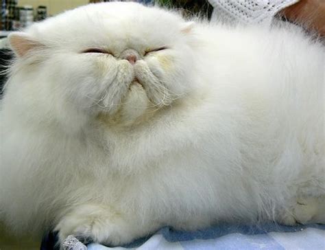For A Cats Cat Breeds Persia Cats Pretty Cat Foods Cat Healthy