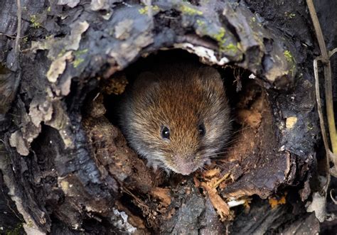 Vole Identification? : r/voles