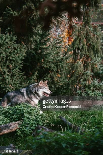 4186 Wolf Marking Stock Photos High Res Pictures And Images Getty