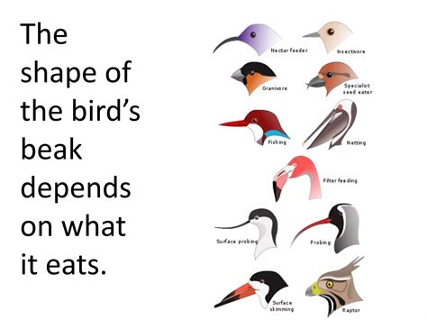 Bird Beaks Teach Ppt