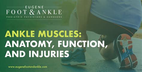 Ankle Muscles | Anatomy, Function, Injuries | Eugene Foot & Ankle