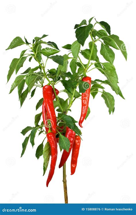 Pianta Del Pepe Di Peperoncino Rosso Fotografia Stock Immagine Di