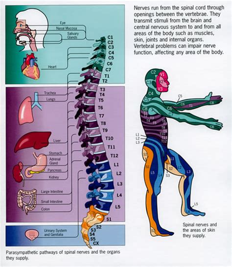 Good Stuff To Know Temecula Chiropractic Center