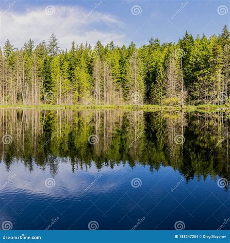 Beautiful Small White Lake Surrounded By Tall Forest In British