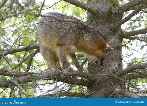 Adult Gray Fox In A Tree Stock Photo Image Of Vixen 108605656