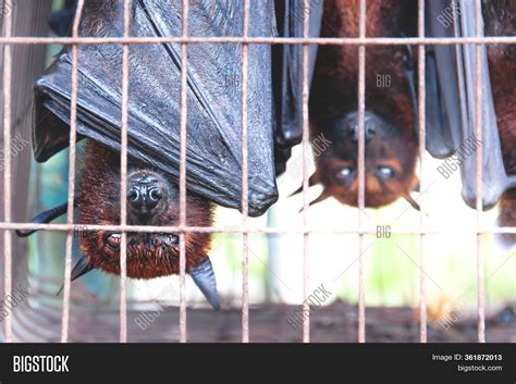 Flying Foxes Bats Image & Photo (Free Trial) | Bigstock