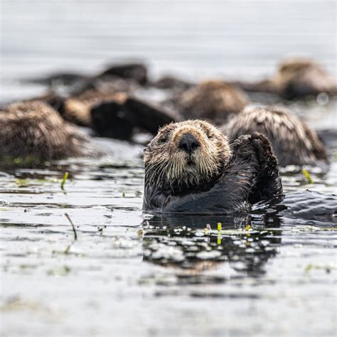 Sitka Whale Watching and Wildlife Tours, Sitka, Alaska — Sitka Sea Level Adventures