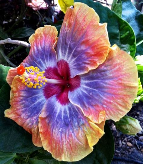 Hibiscus Hibiscus Plant Hibiscus Rosa Sinensis Fragrant Flowers