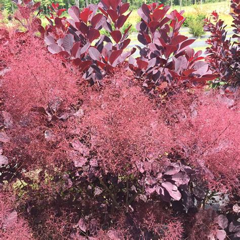 Plant Of The Week Winecraft Black® Smokebush Plant Of The Week