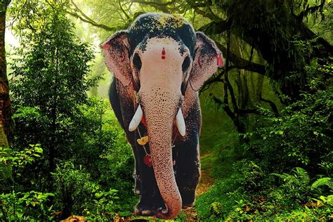 Name Elephants In Kerala Hd Wallpaper Pxfuel The Best Porn Website