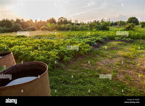 Potatoes Plantation With Old Barrels And Sunset Light Stock Photo Alamy