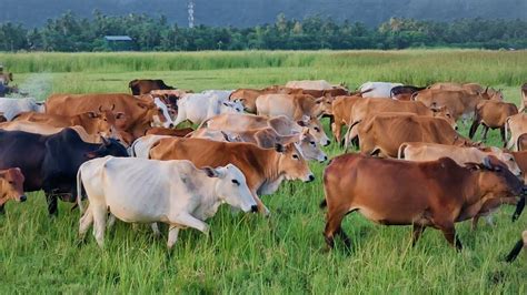 Mengembala Ribuan Sapi Lembu Jinak Di Padang Rumput Yang Hijau Ternak