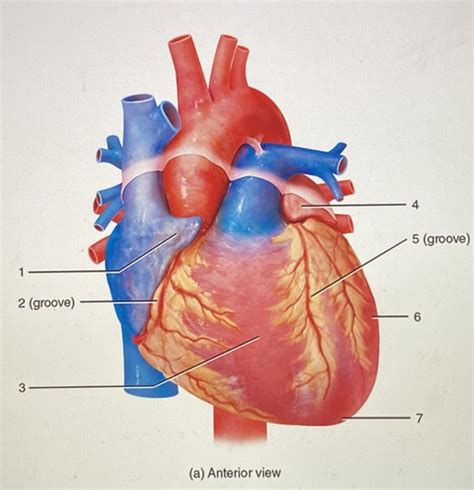 Lab 27 Heart Structure Flashcards Quizlet