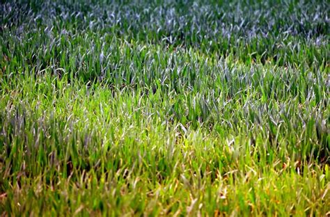 Kostenlose Bild Natur Garten grün Rasen Pflanzen Sommer Blatt