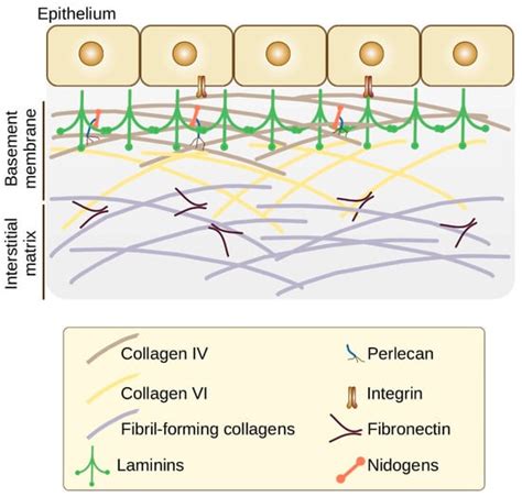 Cancers Free Full Text The Functional Role Of Extracellular Matrix