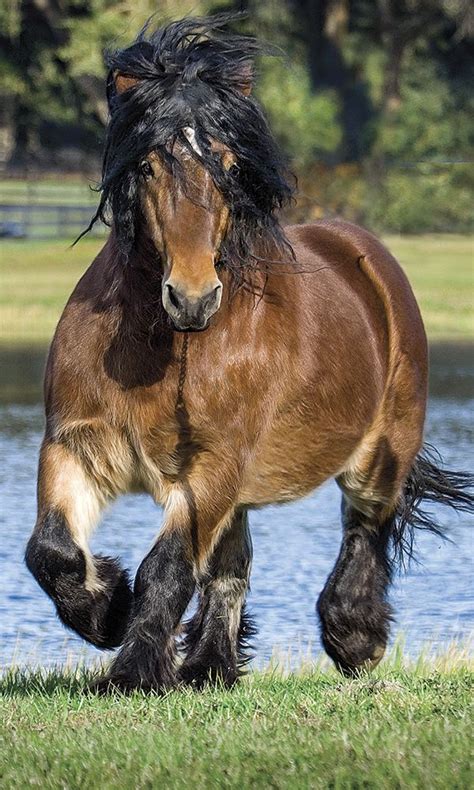 Beast of Burden: Ardennes Horse - COWGIRL Magazine | Horses, Clydesdale ...