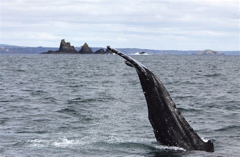 Whale Tales Cork Encounters With Humpback Whales In West Cork West