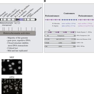 Schematic Representation Of Constitutive Heterochromatin Formation In