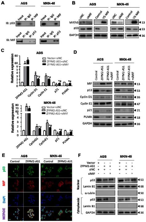 ZFPM2 AS1 A Novel LncRNA Attenuates The P53 Pathway And Promotes