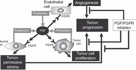 The FGF FGFR System In Cancer Progression The FGF FGFR System May