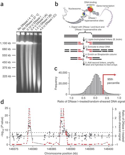 Dnase Chip Protocola Pulsed Field Gel Electrophoresis Of Dnase