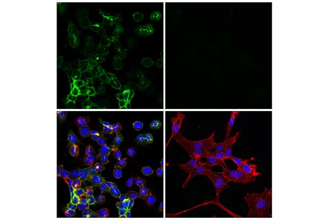 Gap E U D Mouse Mab Bsa And Azide Free Cell Signaling Technology