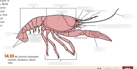 External Anatomy Of Crayfish Diagram Quizlet