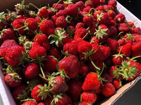 20 Top Strawberry Harvesting Tips Strawberry Plants
